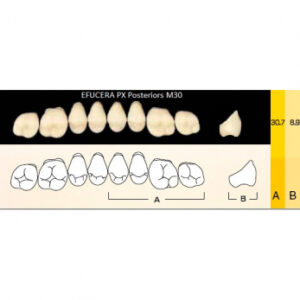 Efucera PX Posteriors зубы композитные трёхслойные, боковые верхние, фасон M30, цвет D3, 8 шт.