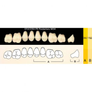 Efucera PX Posteriors зубы композитные трёхслойные, боковые верхние, фасон M34, цвет C4, 8 шт.