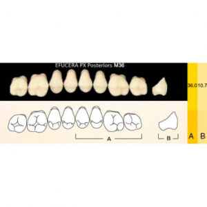 Efucera PX Posteriors зубы композитные трёхслойные, боковые верхние, фасон M36, цвет A1, 8 шт.