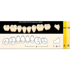 Efucera PX Posteriors зубы композитные трёхслойные, боковые нижние, фасон M30, цвет A1, 8 шт.