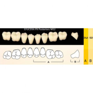 Efucera PX Posteriors зубы композитные трёхслойные, боковые нижние, фасон M32, цвет C4, 8 шт.