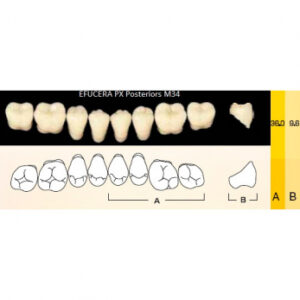 Efucera PX Posteriors зубы композитные трёхслойные, боковые нижние, фасон M34, цвет A1, 8 шт.