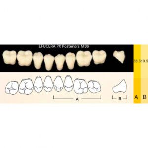 Efucera PX Posteriors зубы композитные трёхслойные, боковые нижние, фасон M36, цвет C2, 8 шт.