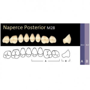 Naperce Posterior зубы акриловые двухслойные, боковые верхние, фасон M28, цвет A1, 8 шт.