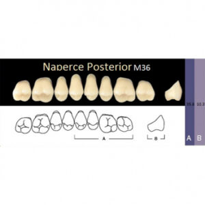 Naperce Posterior зубы акриловые двухслойные, боковые верхние, фасон M36, цвет A1, 8 шт.