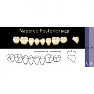 Naperce Posterior зубы акриловые двухслойные, боковые нижние, фасон M28, цвет С4, 8 шт.