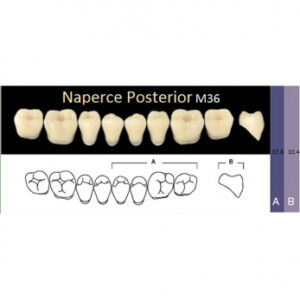 Naperce Posterior зубы акриловые двухслойные, боковые нижние, фасон M36, цвет A1, 8 шт.